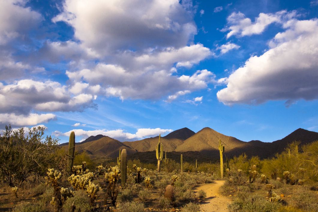 freiwilligenarbeit-usa-arizona-naturschutz-wueste-kakteen-natucate