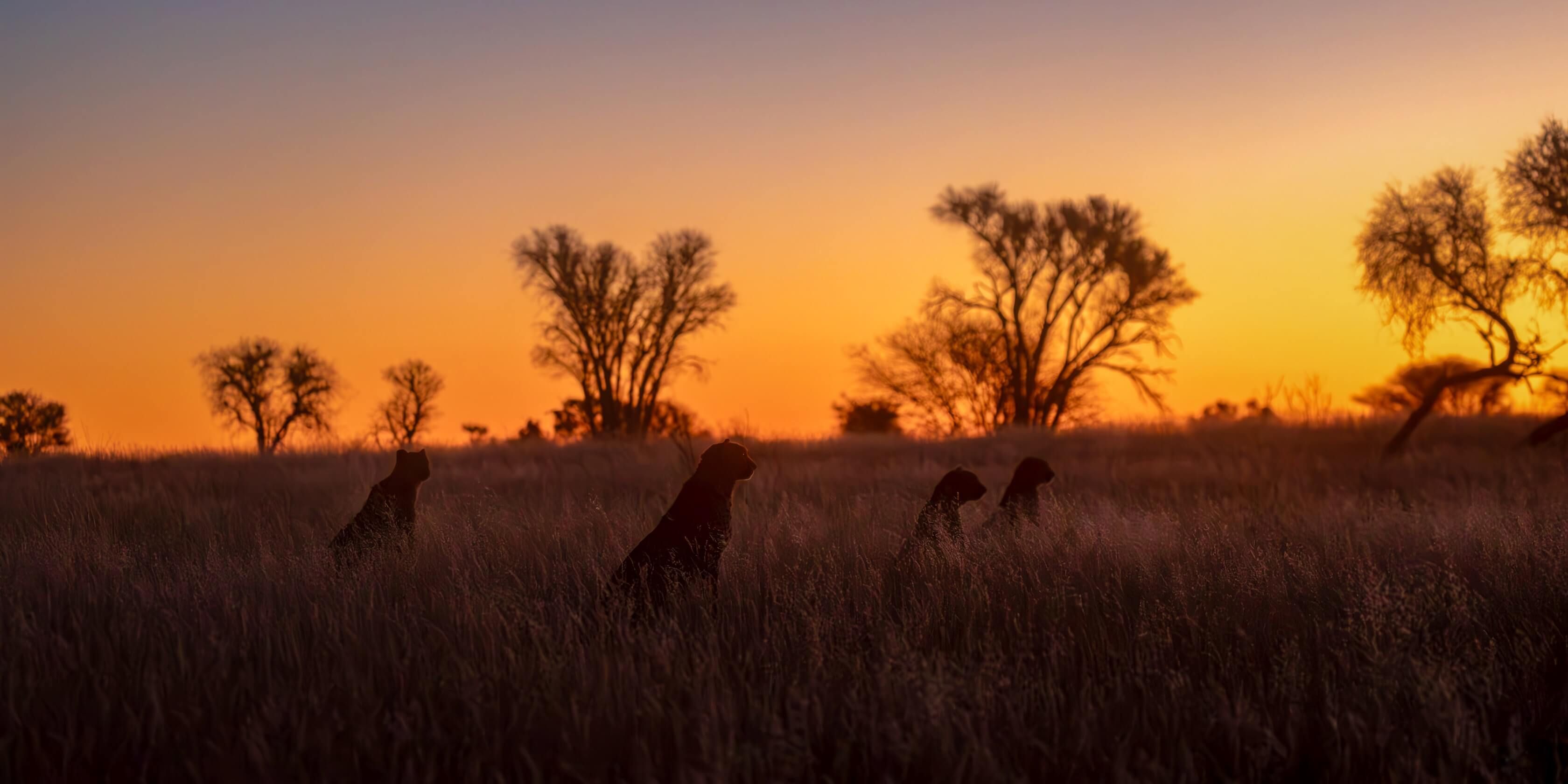 natucate-volunteering-southafrica-kalahari-cheetah-sunset