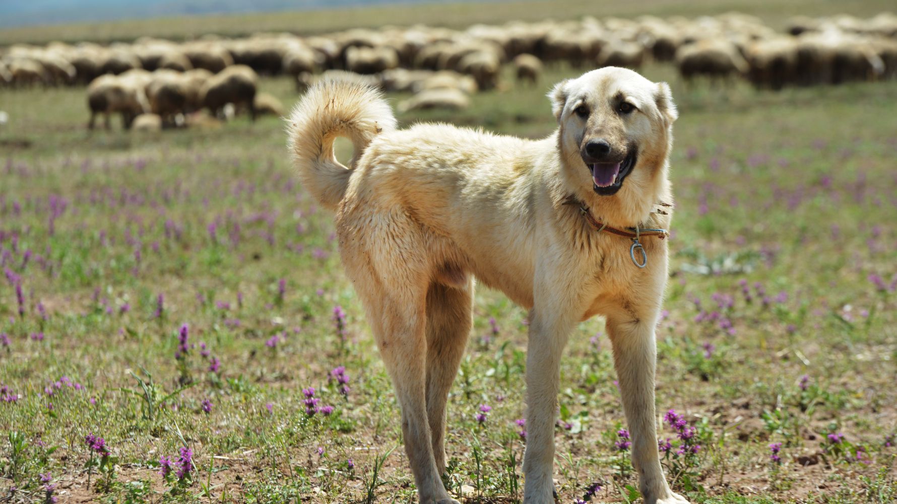blog-dogs-heroes-conservation-schafe-hueten-hund-afrika-natucate