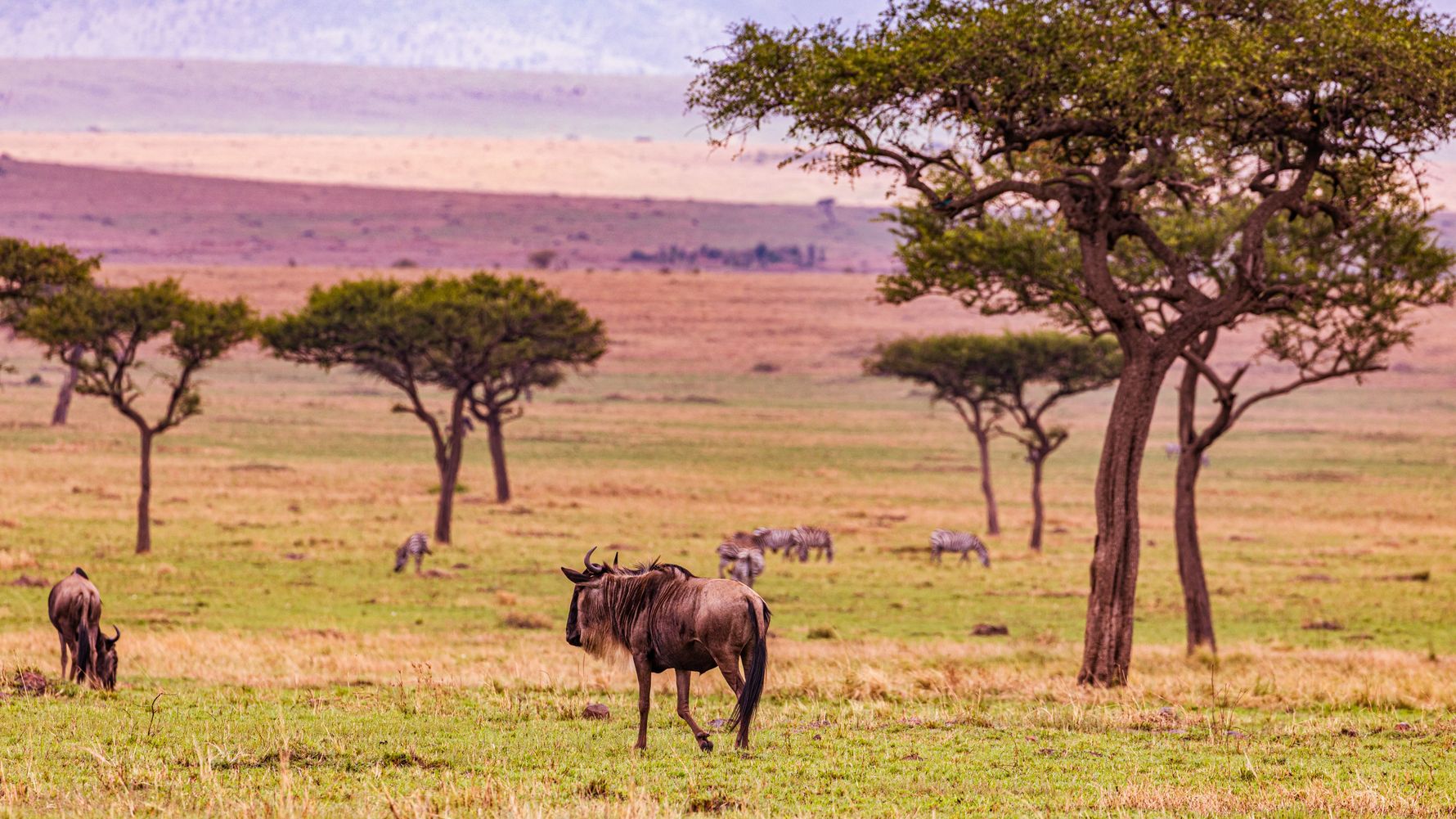 blog-travel-guide-sayari-wildebeest