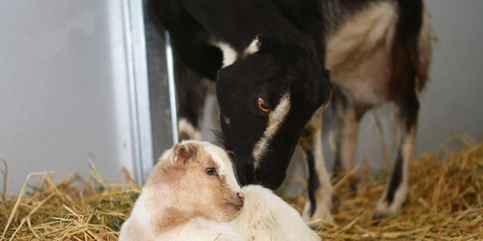 A goat in California is bending forward to its offspring, resting in the hay.