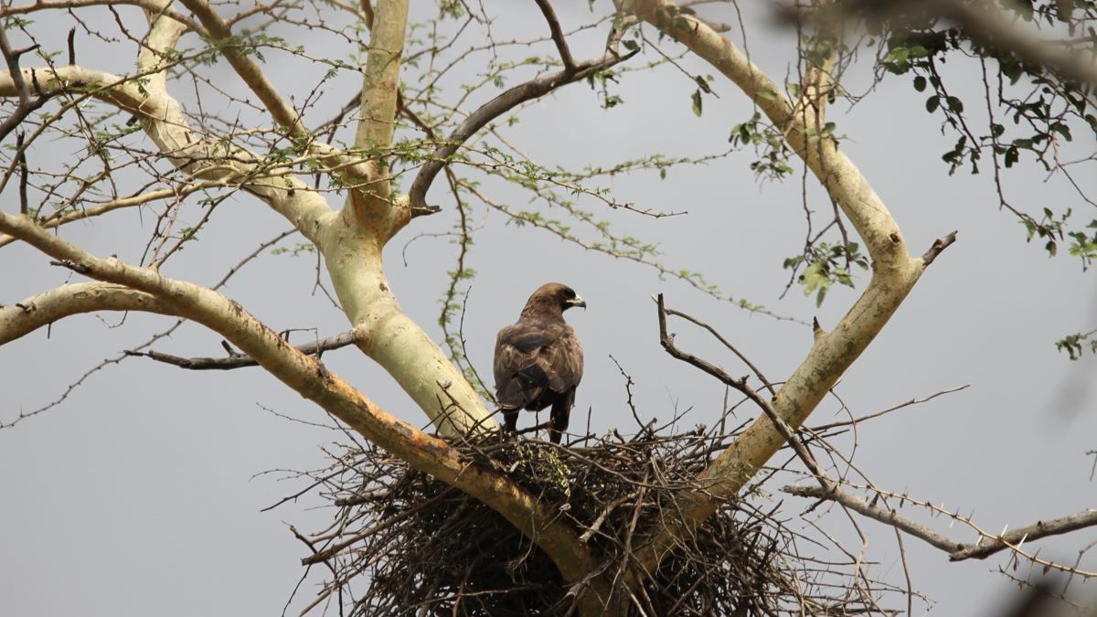 rangerausbildung-wissen-vogelkunde-adler-natucate