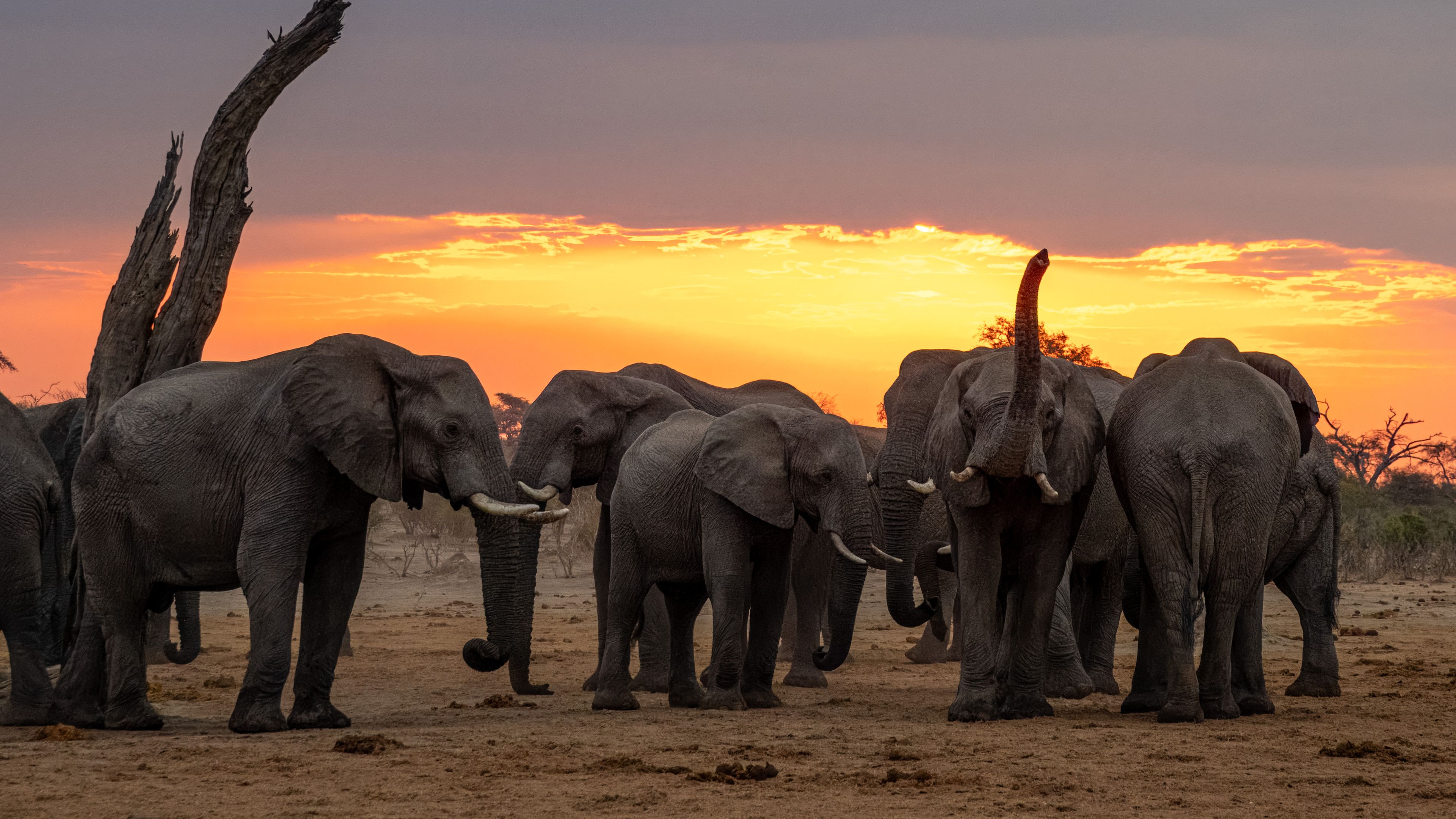 natucate-private-wilderness-experience-hwange-zimbabwe-sunrise-elephant-herd