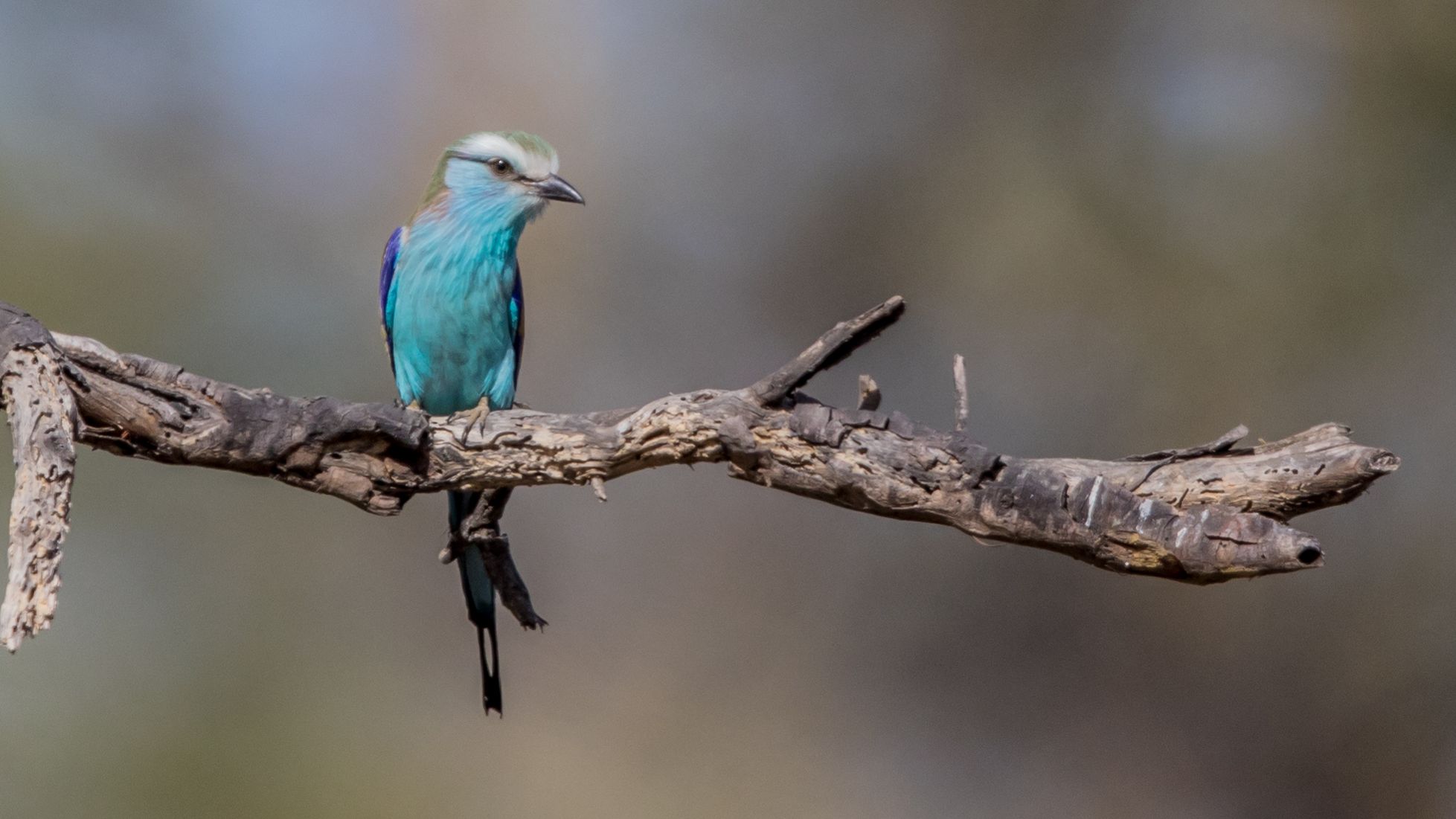 safari-botswana-fluegel-des-okavango-deltas-vogelwelt-natucate