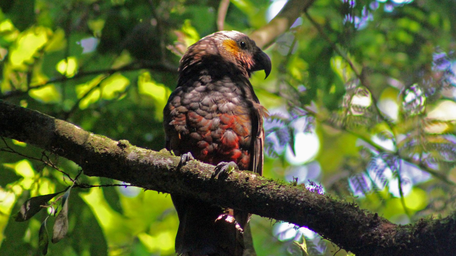 blog-wissen-kakapos-die-tugend-der-langsamkeit-vogel-ast-natucate