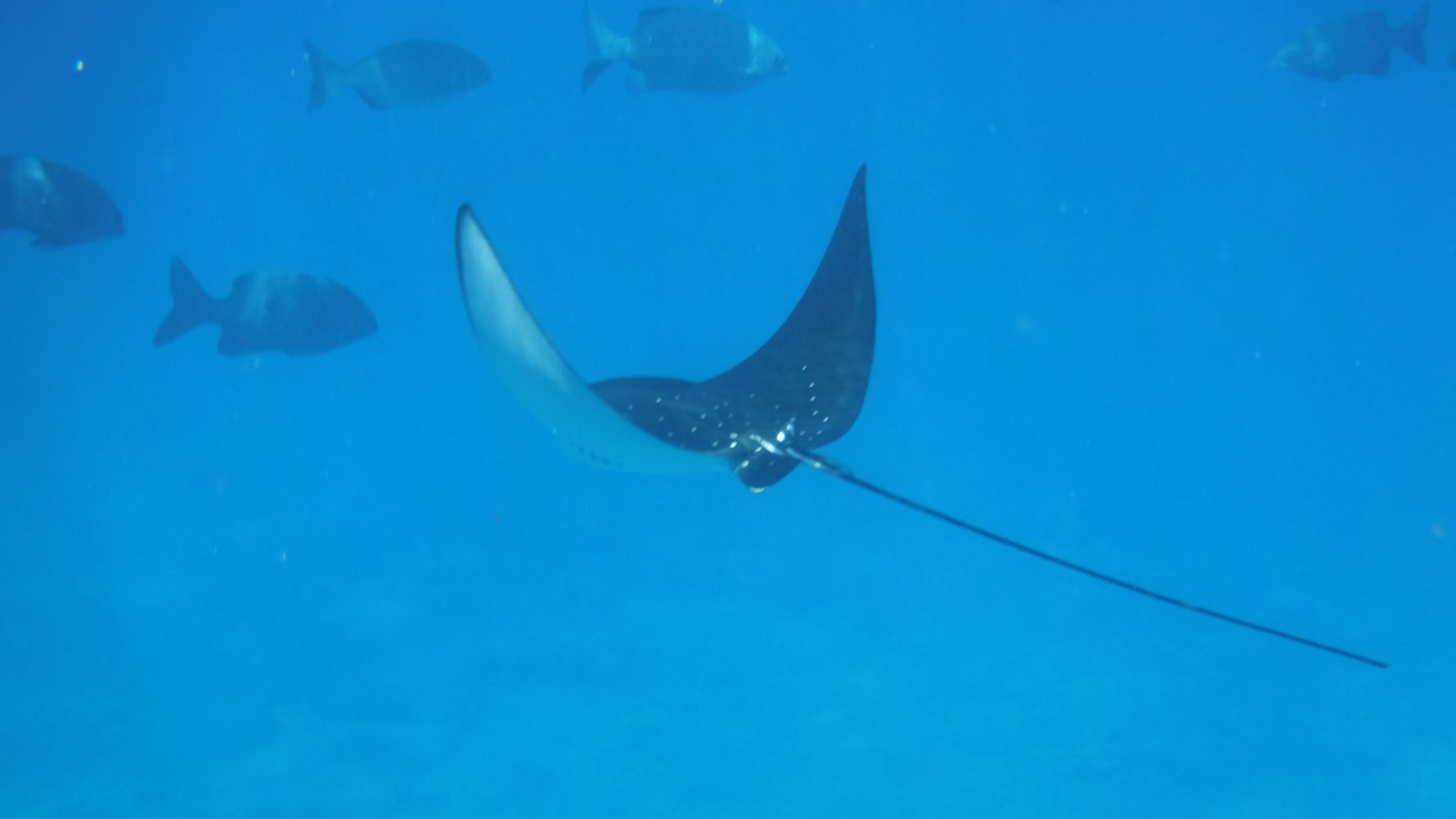 freiwilligenarbeit-seychellen-rochen-erfahrungsbericht-artenschutz-natucate