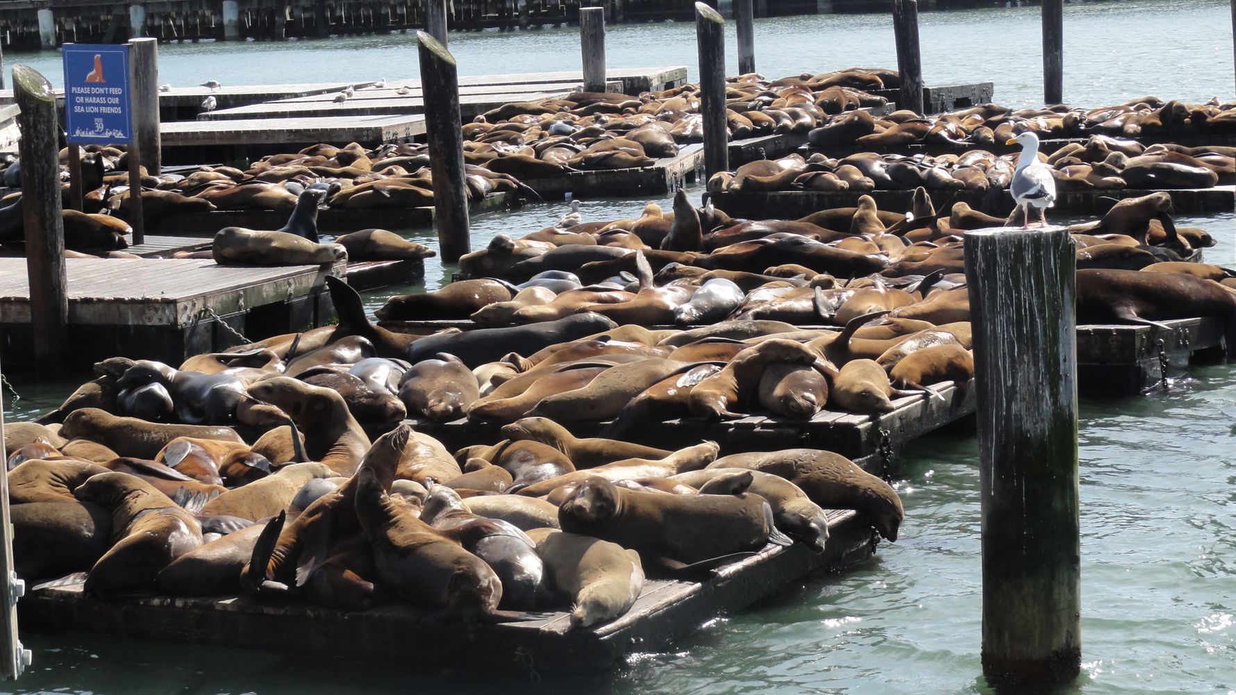 freiwilligenarbeit-usa-kalifornien-erfahrungsbericht-naturschutz-kundenfotos-robben-natucate