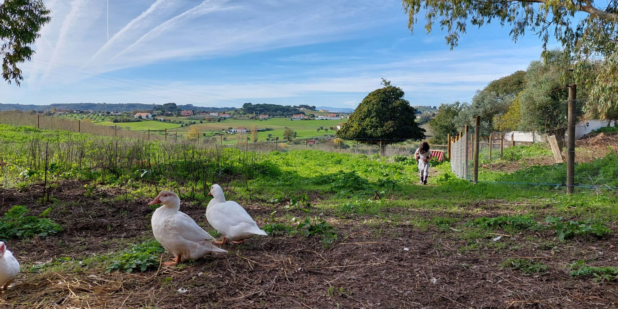 Weiße Enten laufen frei auf dem Geländer der Tierschutz-Auffangstation in Portugal umher