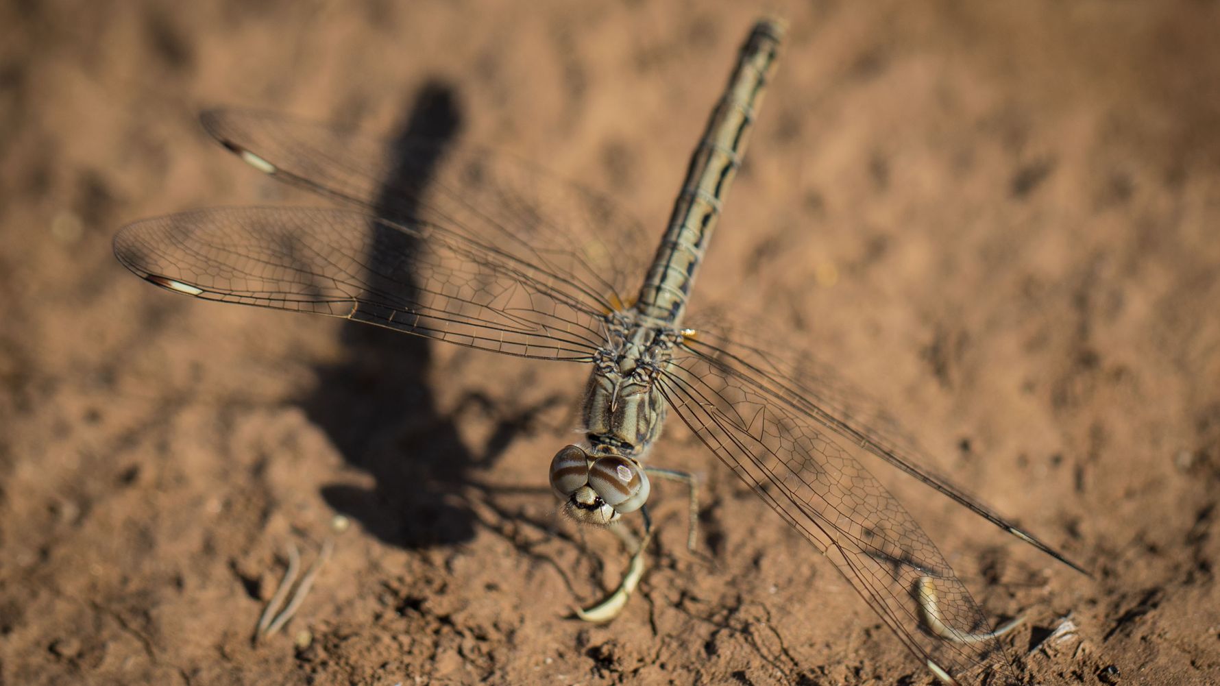 Eine Libelle steht kurz vor der Landung auf den erdigen Boden