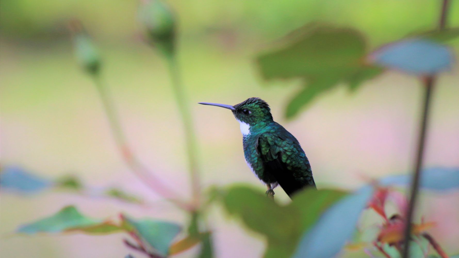 This hummingbird with a shiny green plumage and its long, narrow beak belongs to the fauna of Brazil