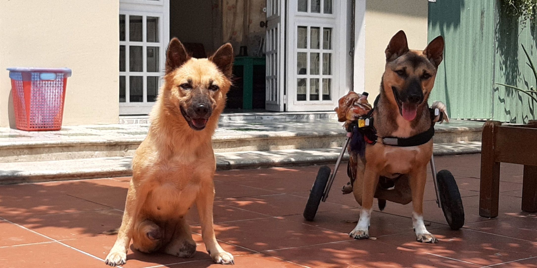 freiwilligenarbeit-vietnam-da-nang-tierschutz-hunde-natucate