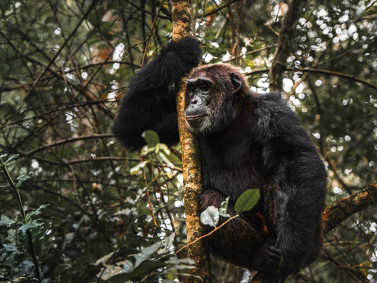 natucate-volunteering-uganda-chimpanzee-hero