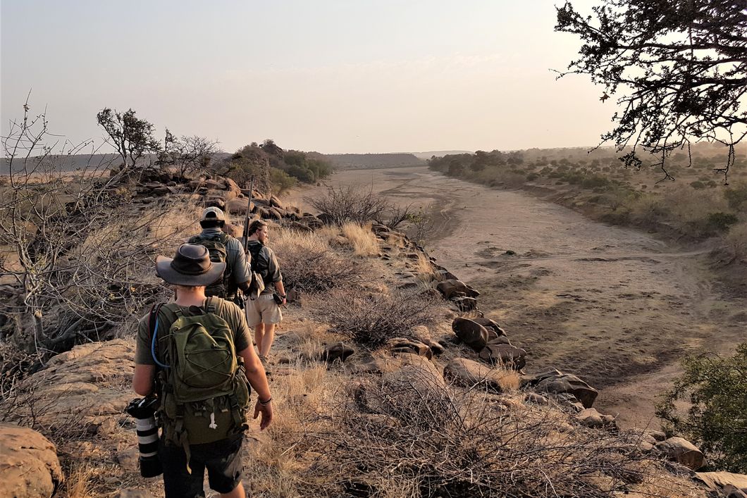 Sichtung von Wildtieren im afrikanischen Busch bei einer Pirschwanderung des Rangerkurses