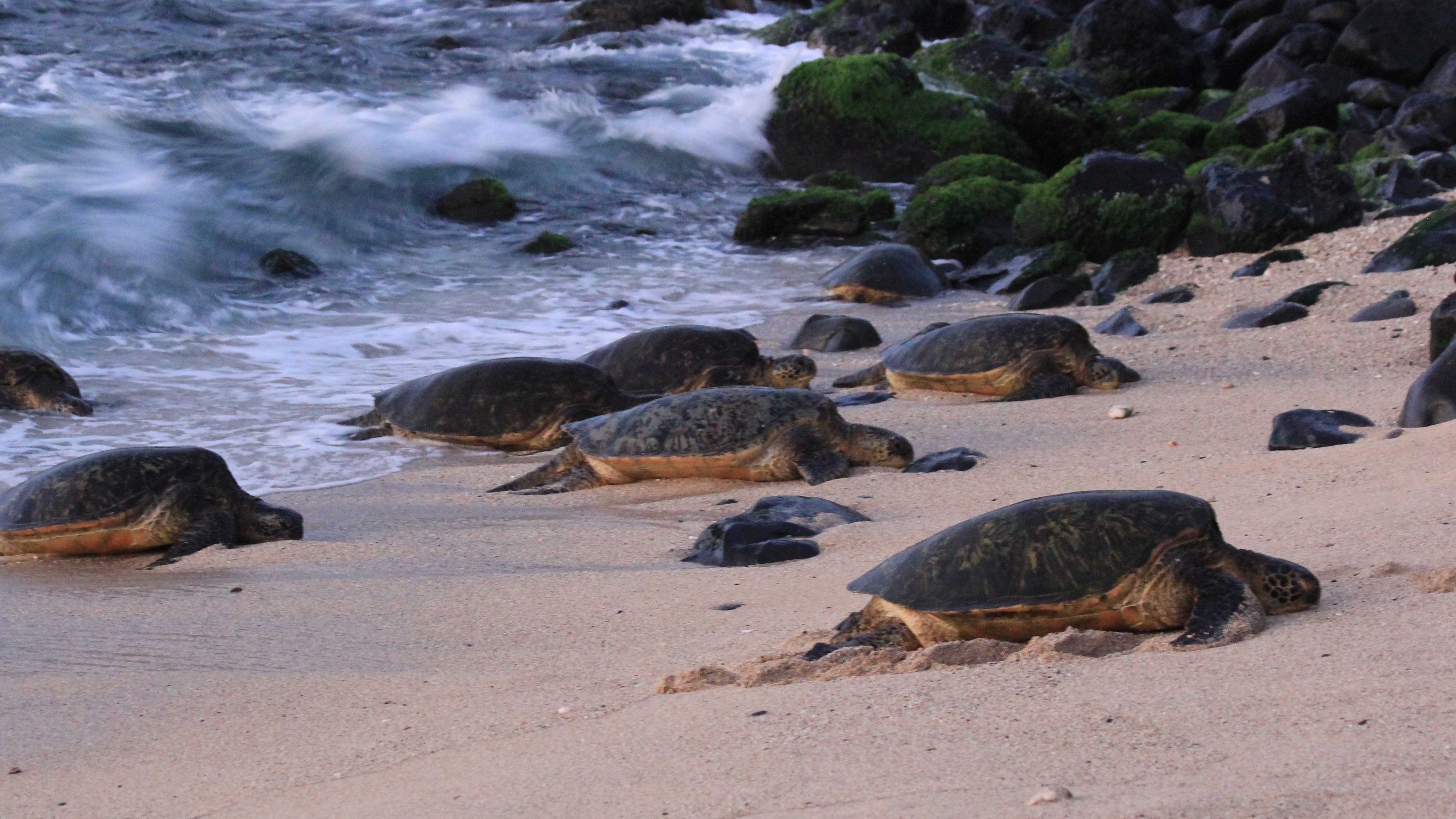 Species conservation in the USA: A group of sea tutles on a beach in Hawaii