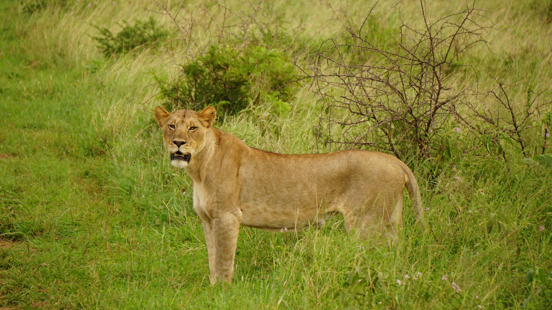 Lioness in the grass
