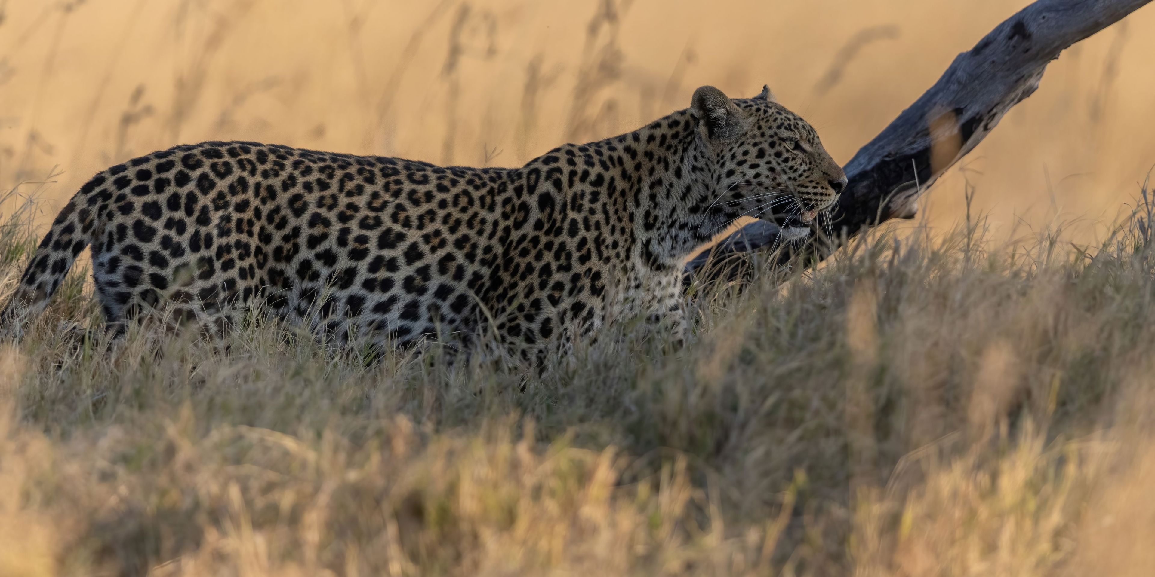 Leopard under a tree
