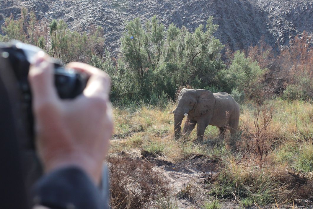 freiwilligenarbeit-namibia-afrika-artenschutz-elefant-natucate