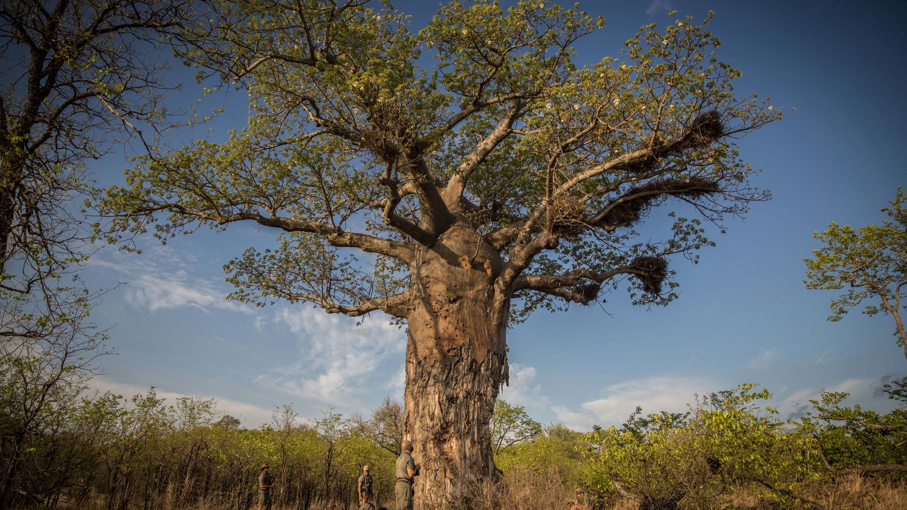 blog-wissen-regenerative-travel-afrika-baobab-natucate