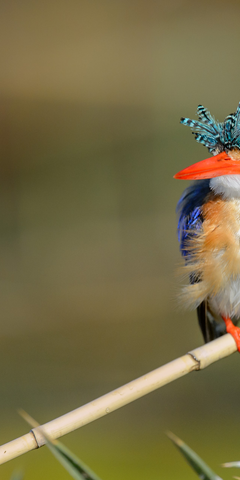 reise-safari-delta-caprivi-bird