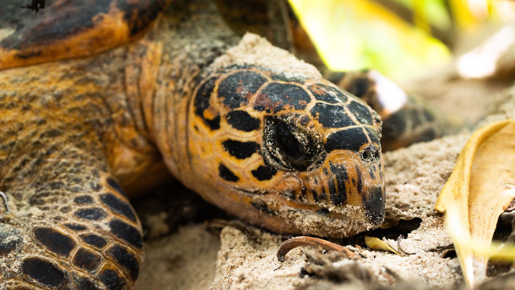 natucate-travel-volunteering-seychelles-platte-island-turtle-head