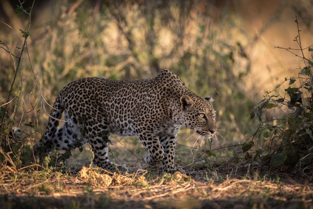 safari-botswana-kalahari-trifft-khwai-leopard
