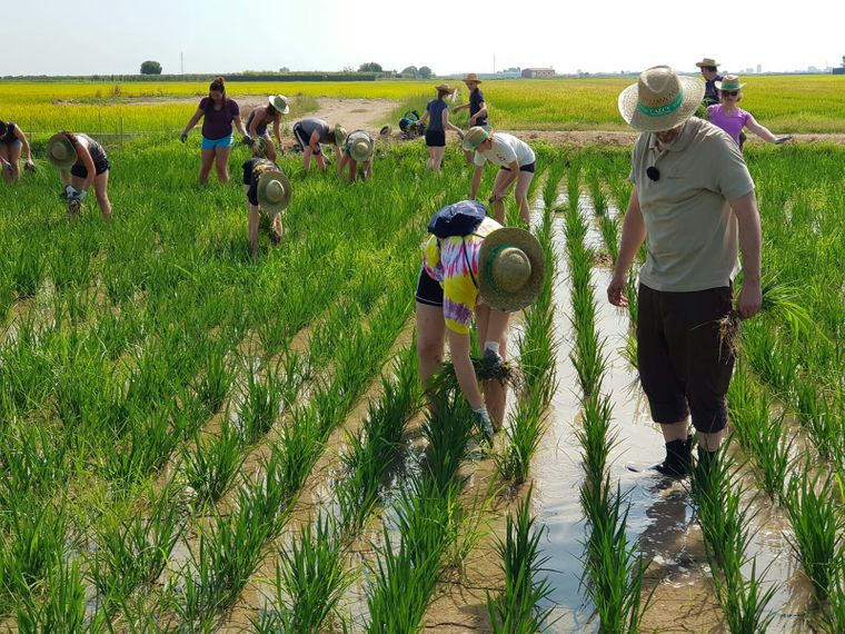 Volunteering-Arbeit in Spanien umfasst u.a. Arbeit auf dem Feld