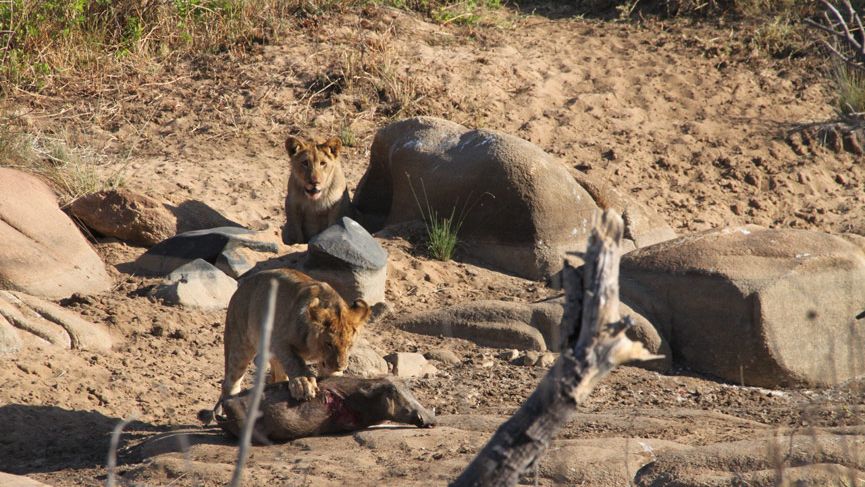 erfahrungsberichte-suedafrika-fgl1-rangerausbildung-kundenfotos-loewe-natucate
