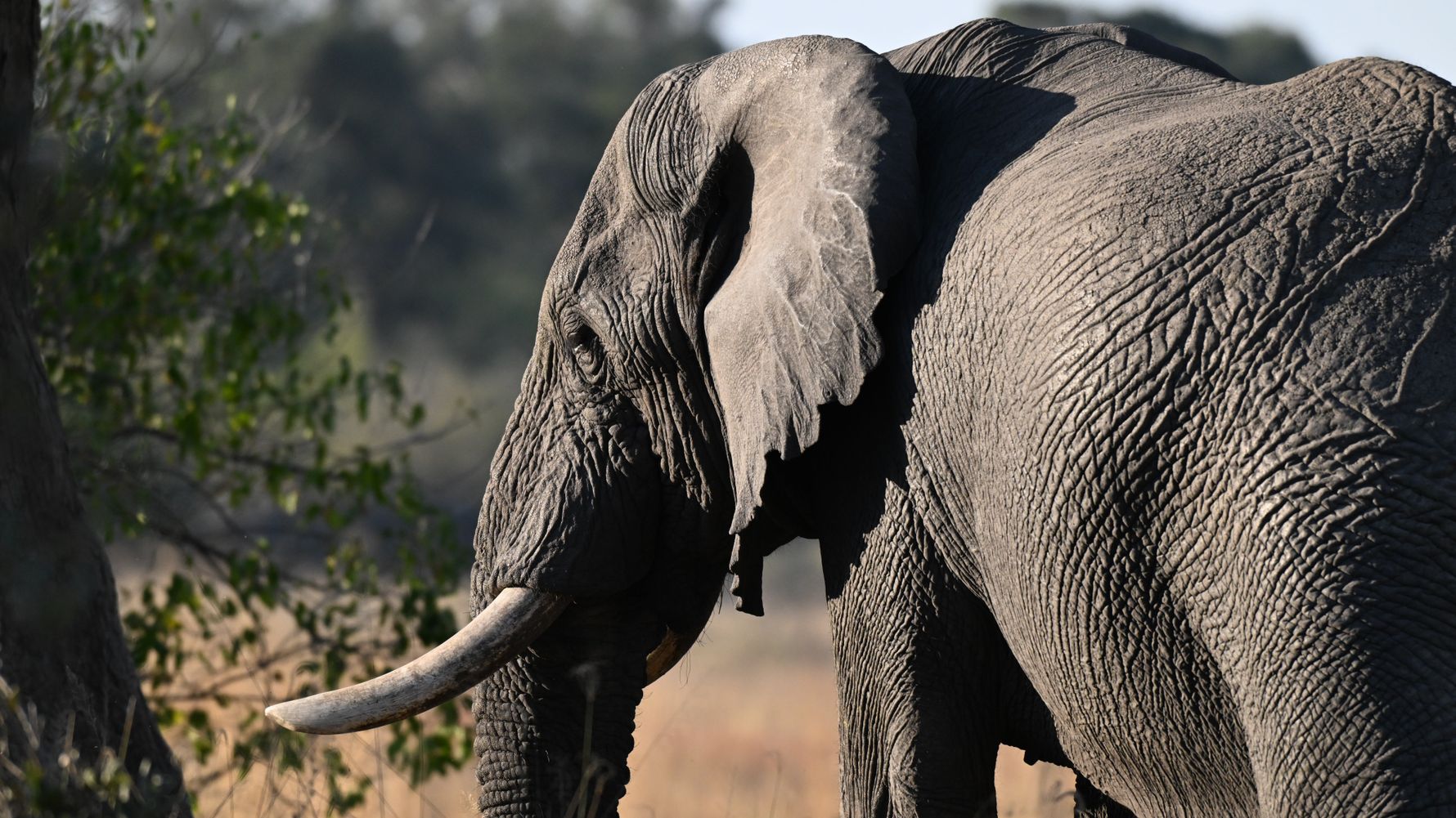 Elephant in Botswana