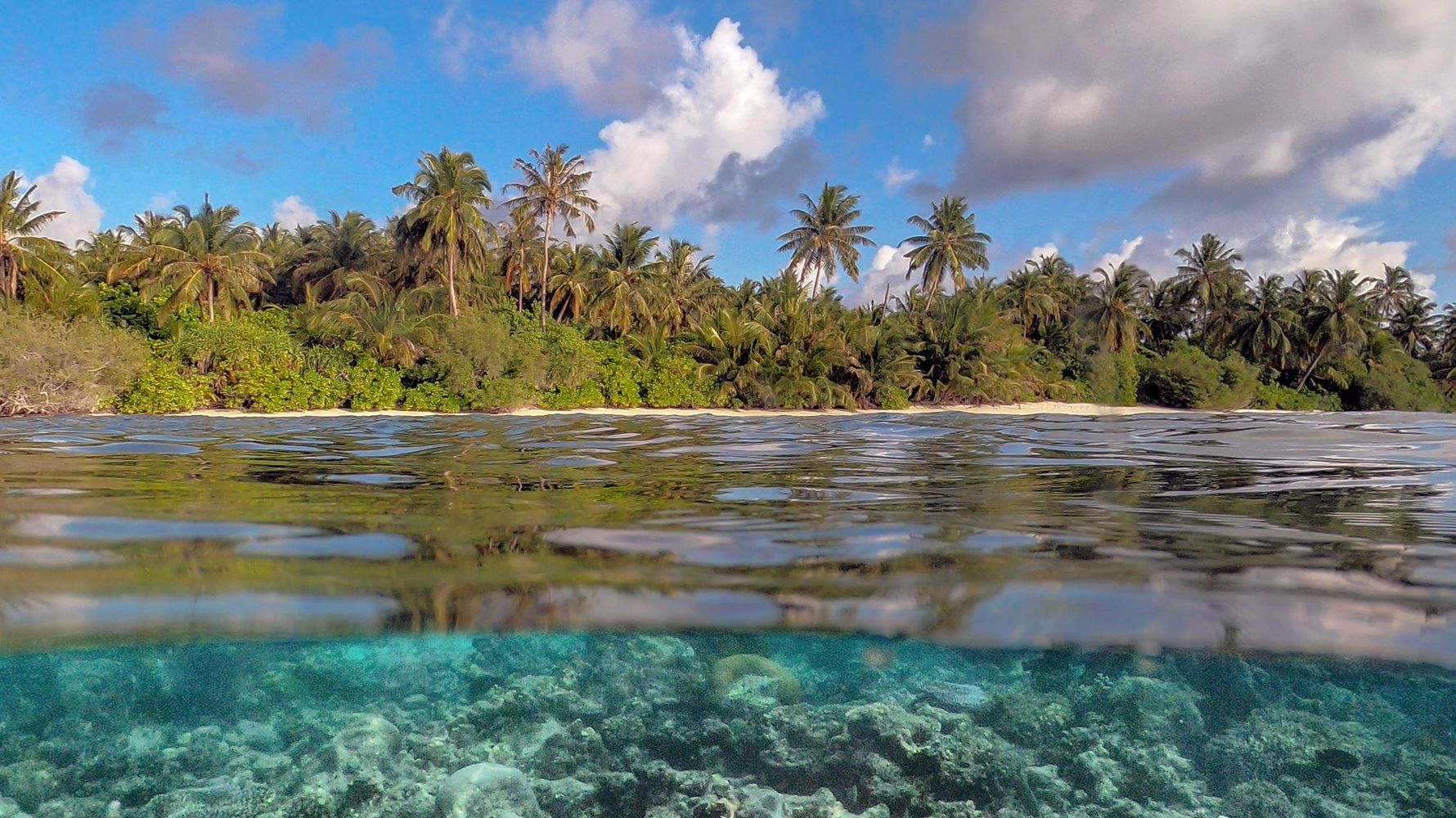 erfahrungsberichte-freiwilligenarbeit-malediven-walhaie-roland-perspektive-natucate