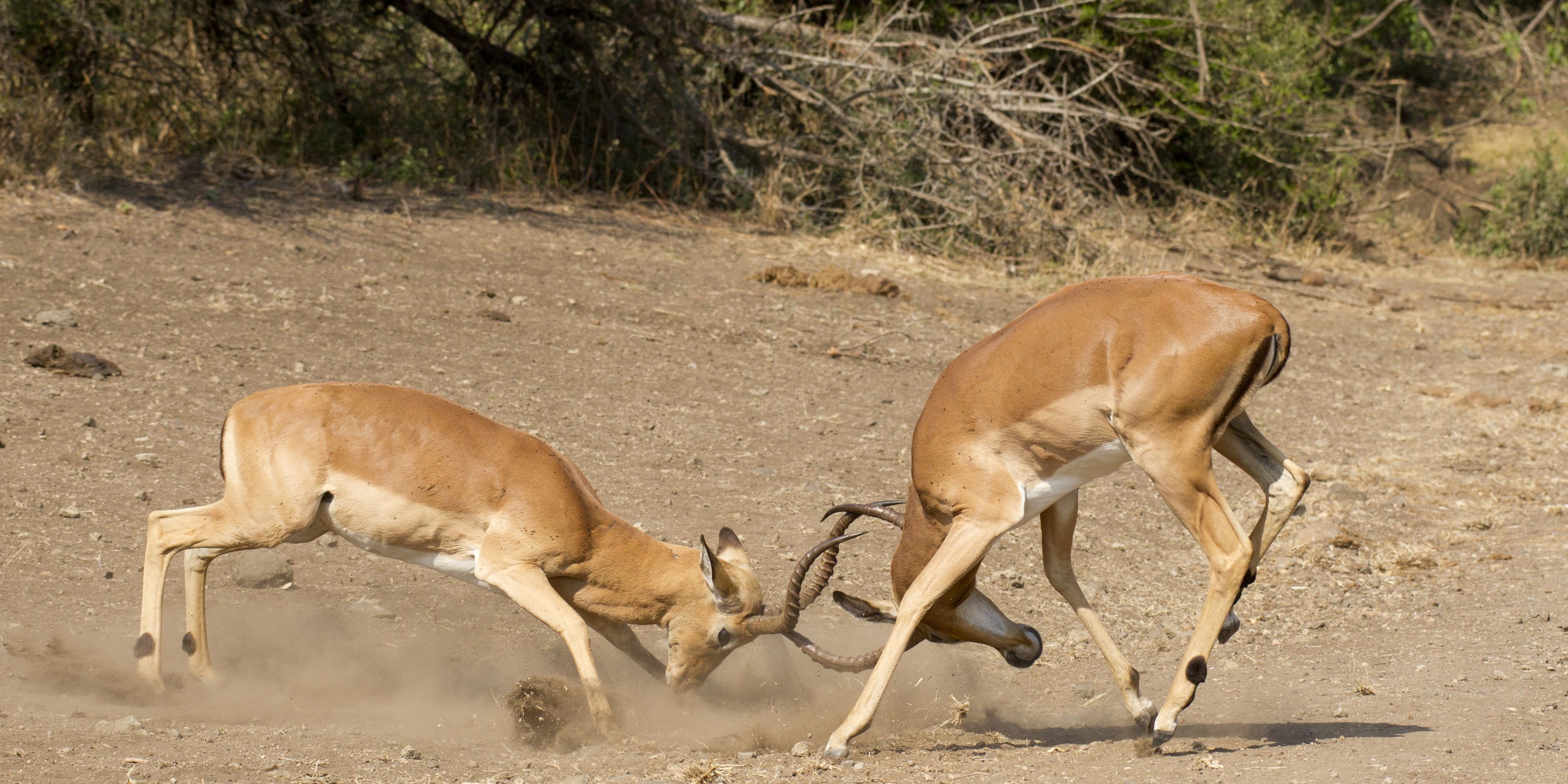 Auszubildende eines Rangerkurses beobachten einen Kampf zwischen zwei Impalas in der kenianischen Steppe