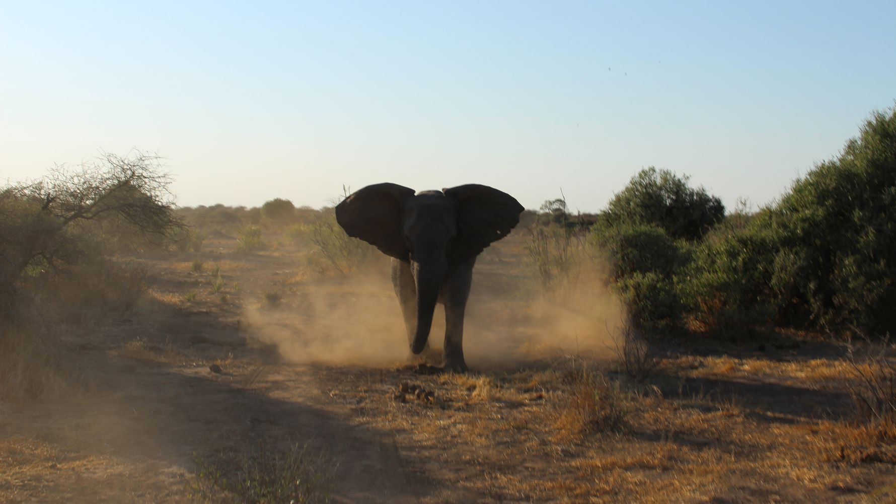 Artenschutz in Afrika: Elefantebullen koennen bei schlechter Laune ganze Baeume entwurzeln