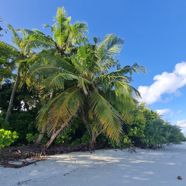 Als Volunteer auf den Malediven im Walhaischutz besuchte Elisabeth den zusehenden Strand. Dieser Strandabschnitt liegt durch die vorhandenen Palmen im Schatten.