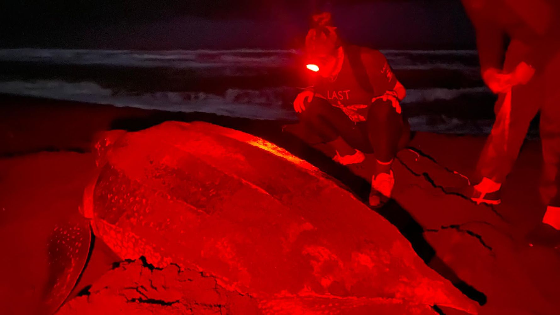 Freiwilligenarbeit: Schildkrötenschutz bei Nacht mit Rotlicht-Lampe