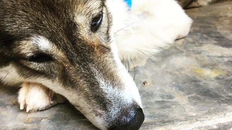 blog-naturwissen-tierschutz-artenschutz-naturschutz-umweltschutz-was-ist-was-hunde-natucate