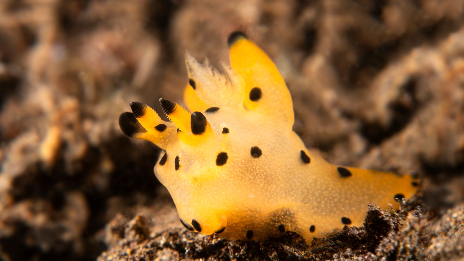 Gelbe Schnecke Unterwasser