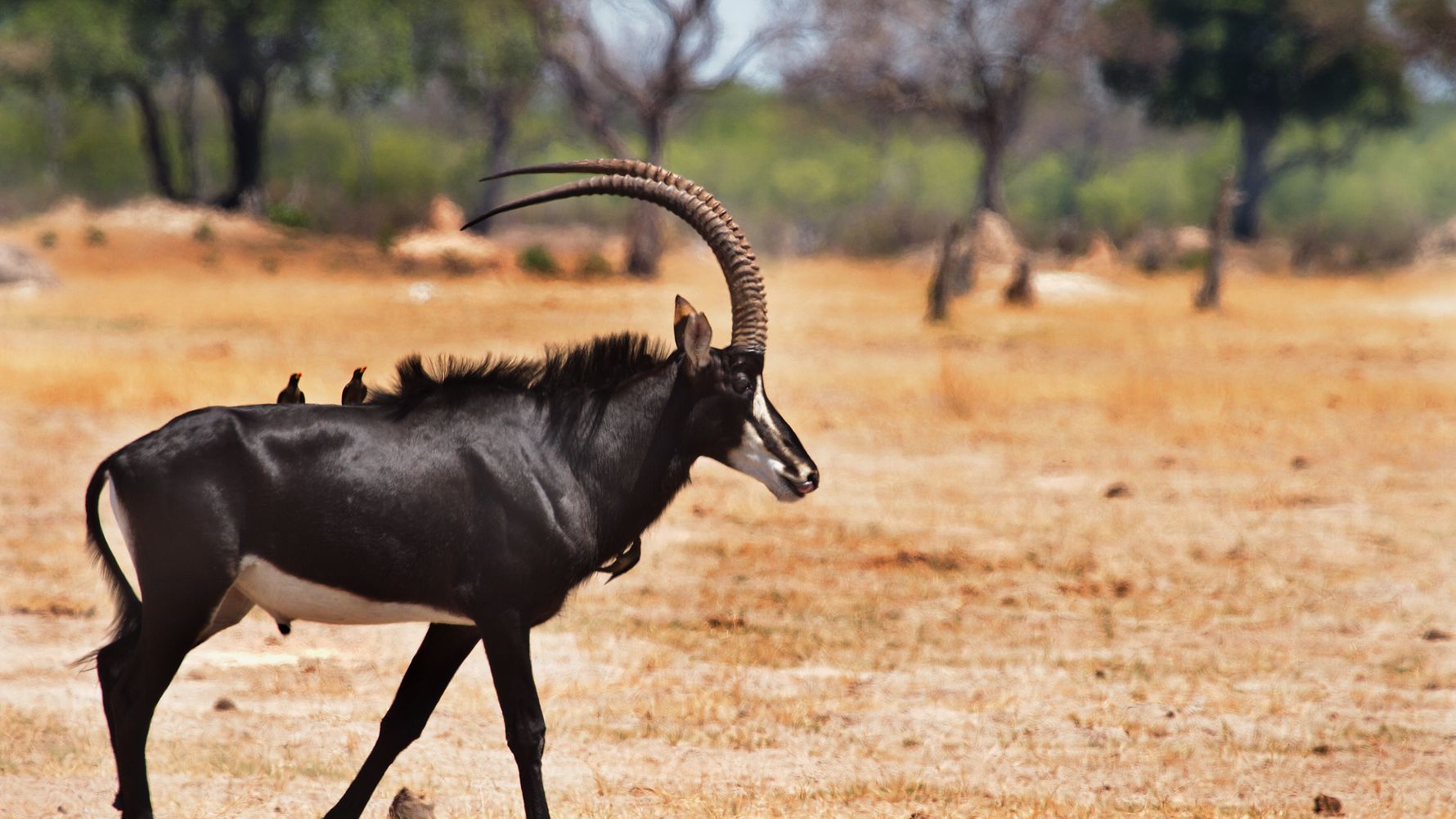 Sable Antilope im Hwange Nationalpark