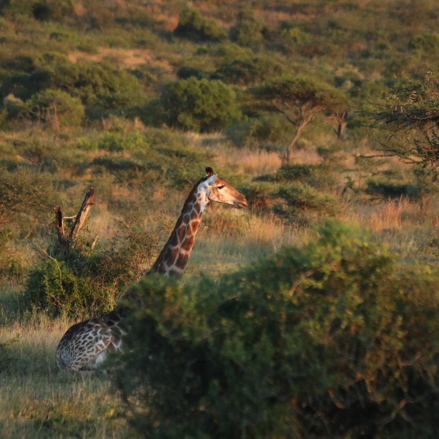 Eine Giraffe liegt in Zululand in der Sonne hinter einem Busch und ruht sich aus
