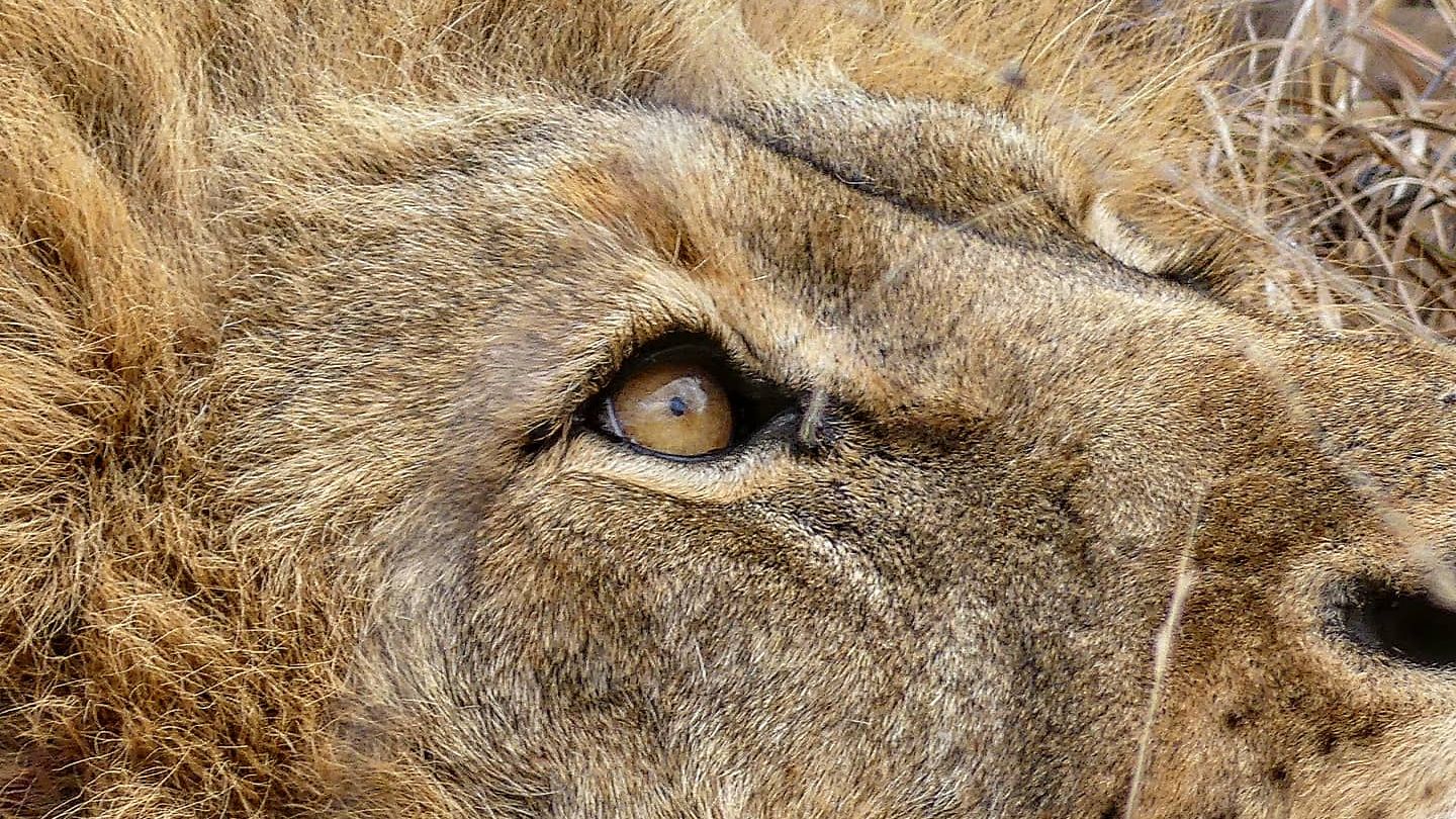 erfahrungsbericht-sabbatical-afrika-julian-field-guide-level-1-loewe-natucate
