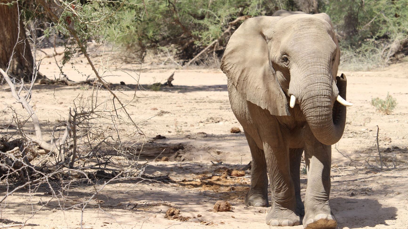 erfahrungsberichte-freiwilligenarbeit-namibia-elefanten-sabrina-elefant-natucate