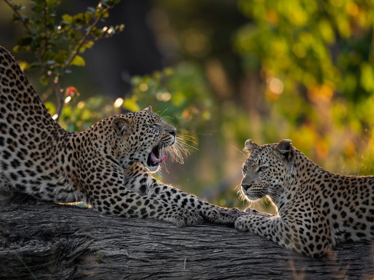 natucate-safari-botswana-abenteuer-camp-little-sable-leopard-2