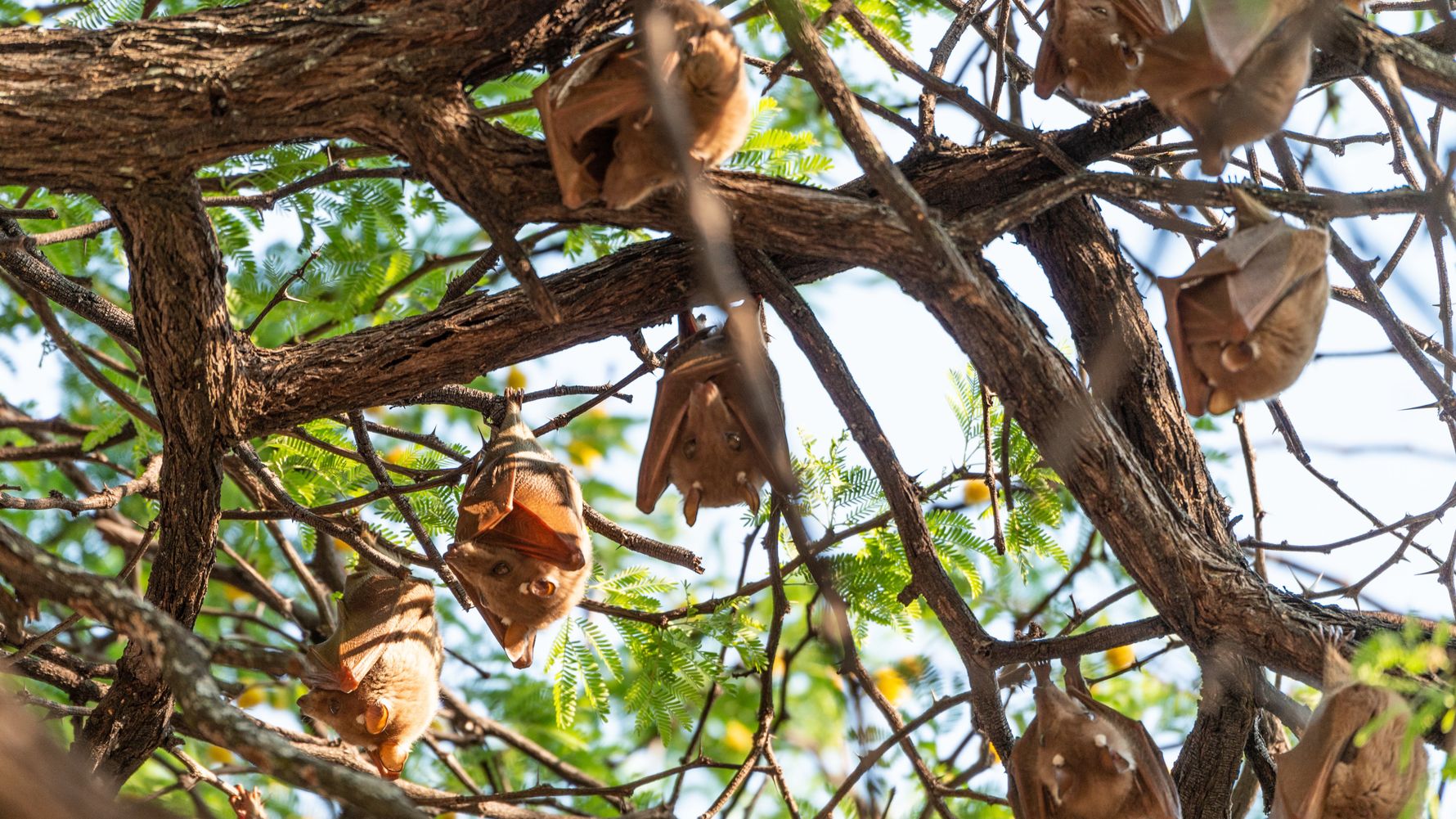 Flederm&auml;use in Baum