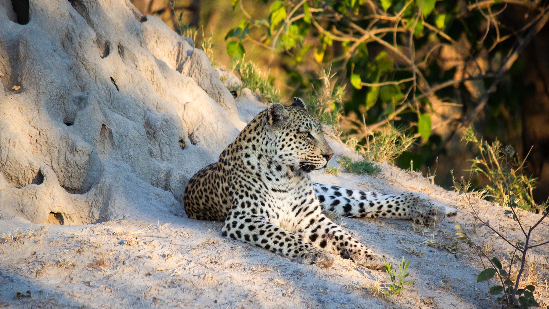 Leopard auf Termitenh&uuml;gel