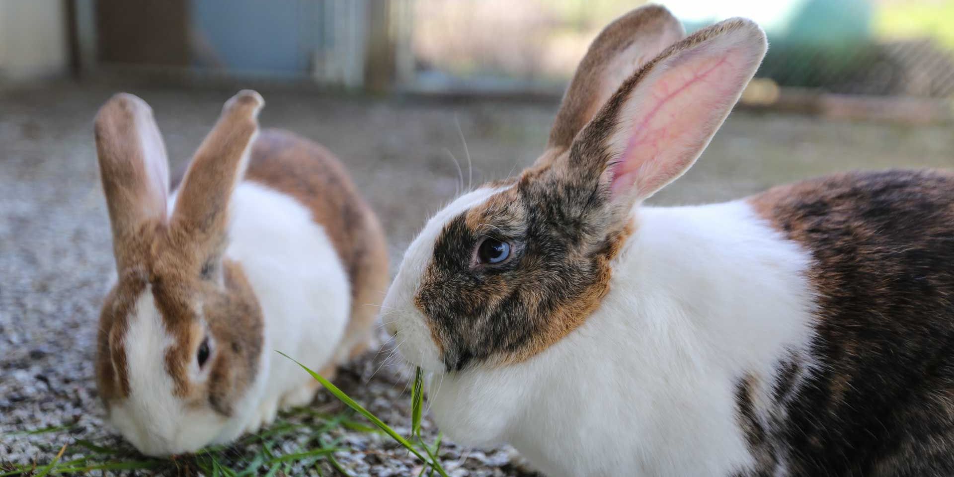 Animal welfare in the USA: Two rabbits are sitting in their barn on a Vegan Farm in California.