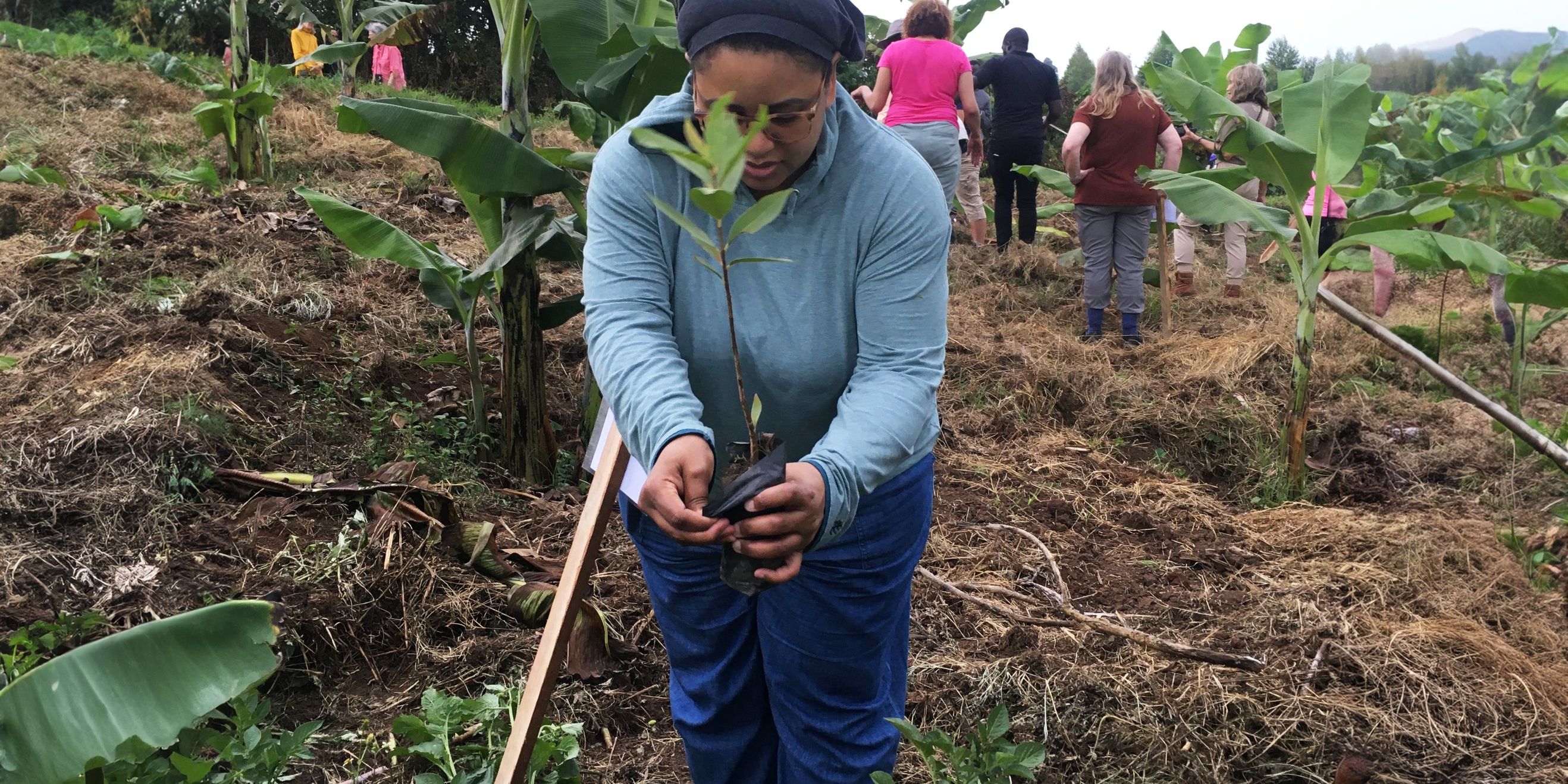 freiwilligenarbeit-uganda-setzlinge-pflanzen