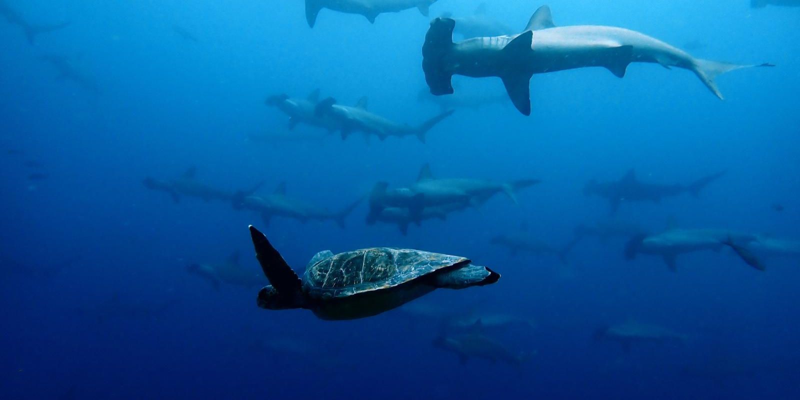 natucate-freiwilligendienst-ecuador-artenschutz-hammerhead-schildkrote-unterwasser