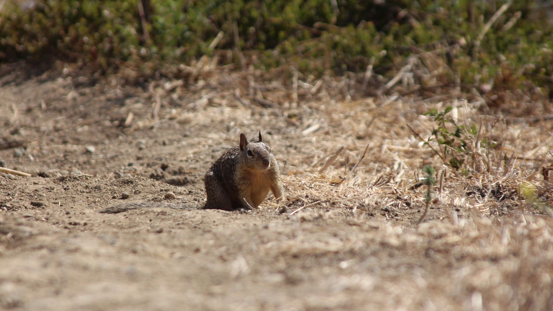 Freiwilligenarbeit in Kalifornien: Ein Eichhoernchen sitzt auf dem Boden
