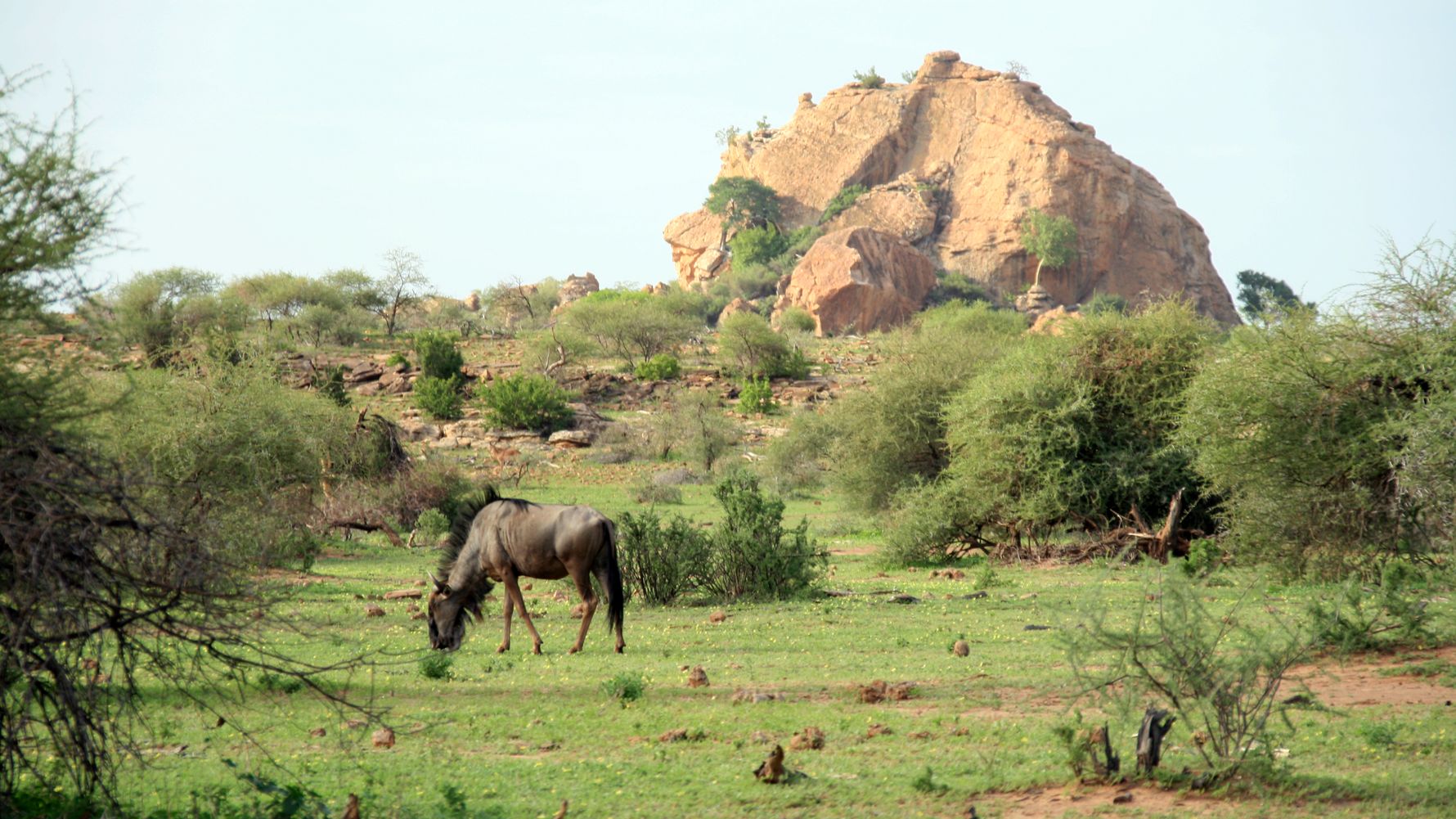 Gnu grast in der Savanne in Suedafrika