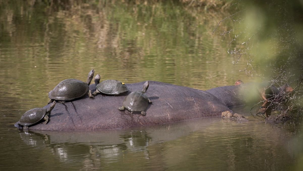 Naturguideausbildung: Vier Schildkroeten auf einem Flusspferd