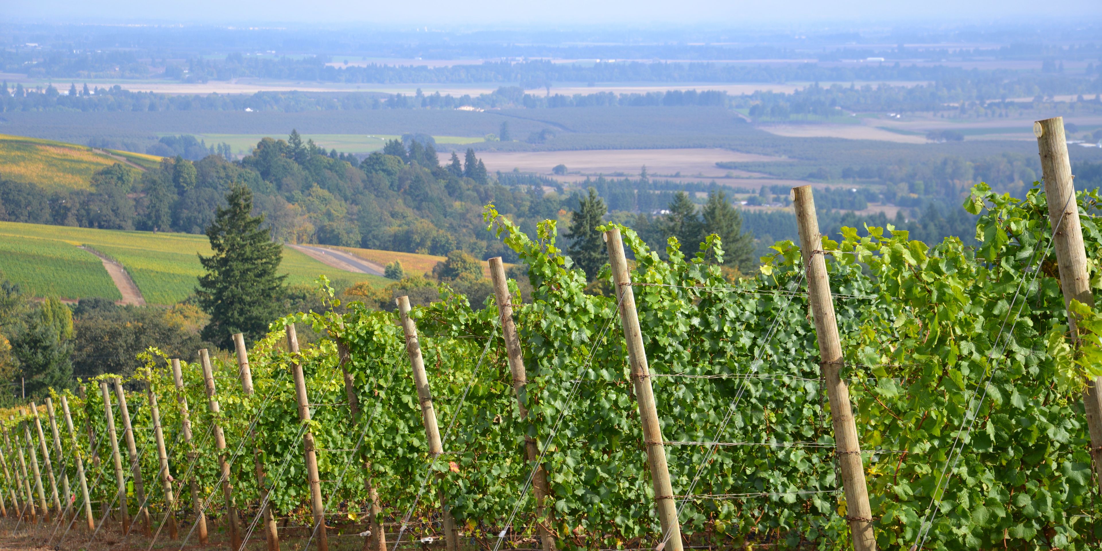Von den Weinbaupraktikanten angelegte Weinreben an einem Hang