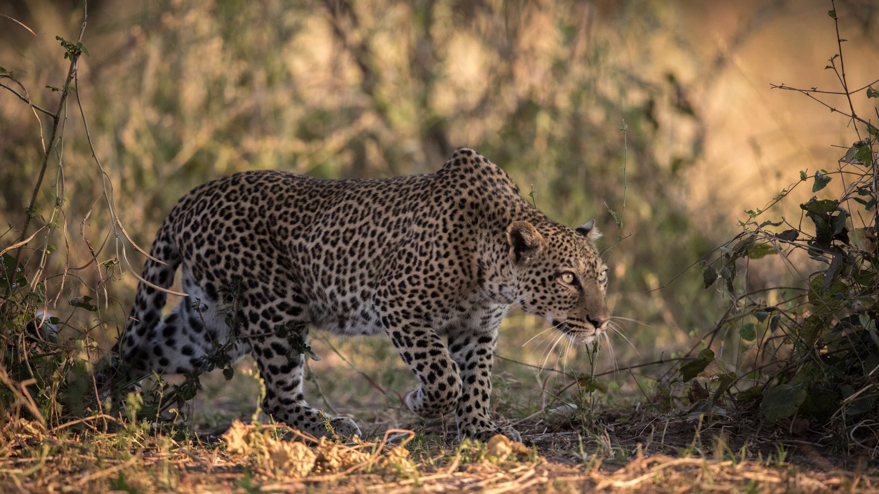 Leopard auf seinem Streifzug durch die Savanne im suedlichen Afrika